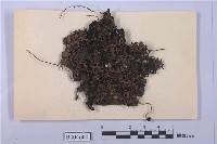 藏品(綿腹衣屬 )的圖片